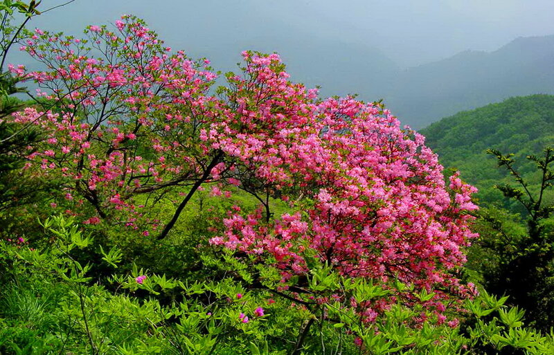 Pink Rhododendron Bush — Serene