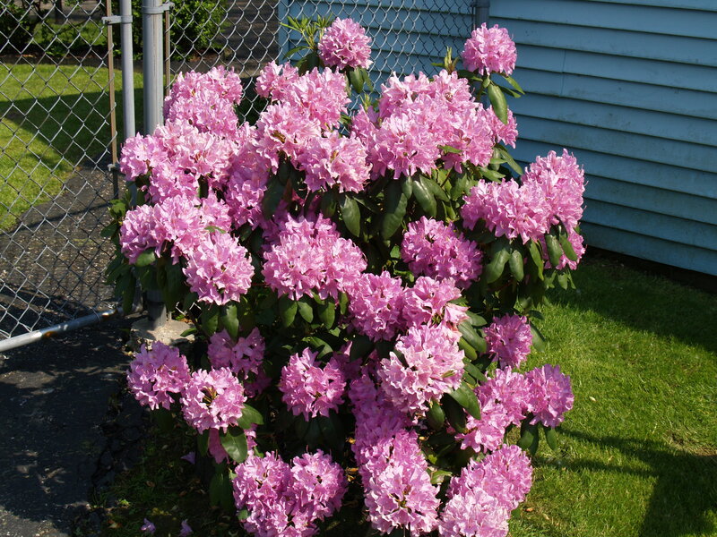 pink rhododendron bush