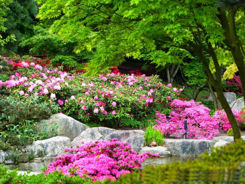 Pink Rhododendron Bushes — Green, Serene, Spring