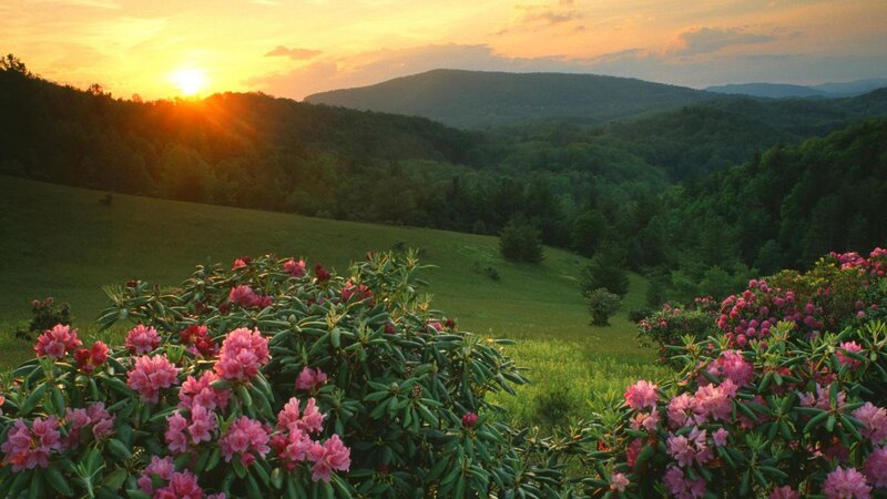 Pink Rhododendron Bushes — Green, Serene