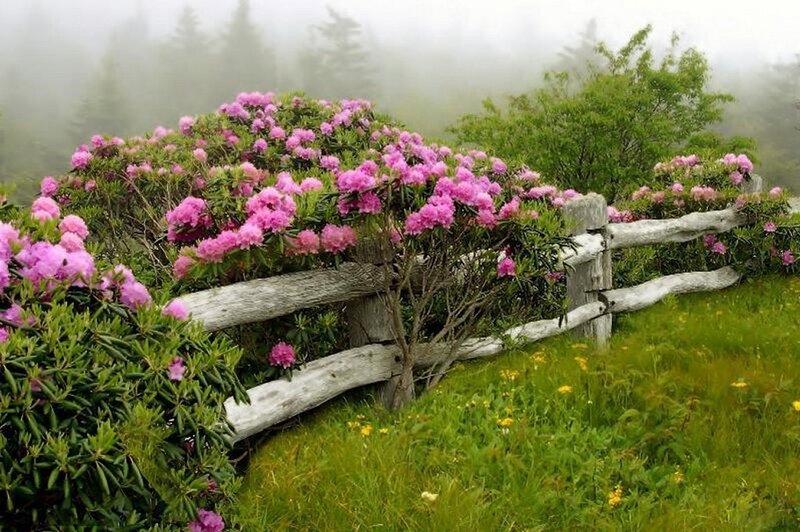 Pink Rhododendron Bushes — Green
