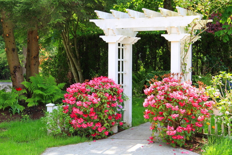 Pink Rhododendron Bushes — Serene, Afternoon