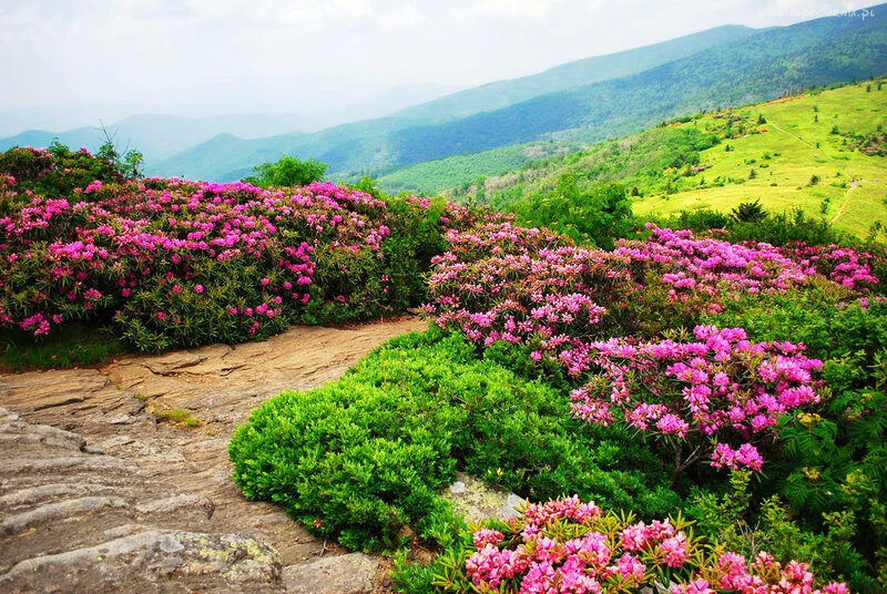 Pink Rhododendron Bushes — Serene, Spring, Photograph