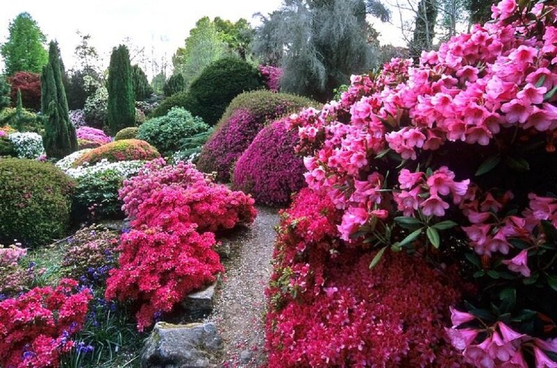 Pink Rhododendron Bushes — Serene, Spring