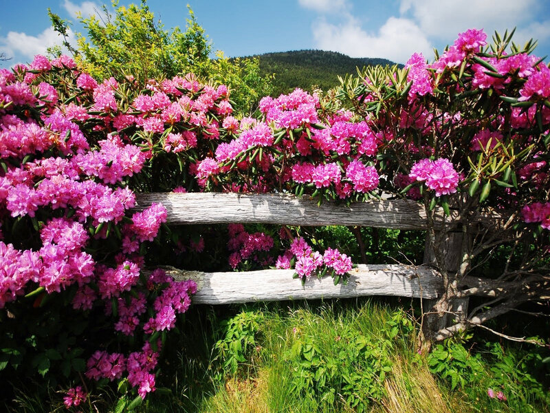 Pink Rhododendron Bushes — Serene, Summer