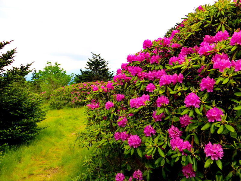 Pink Rhododendron Bushes — Serene