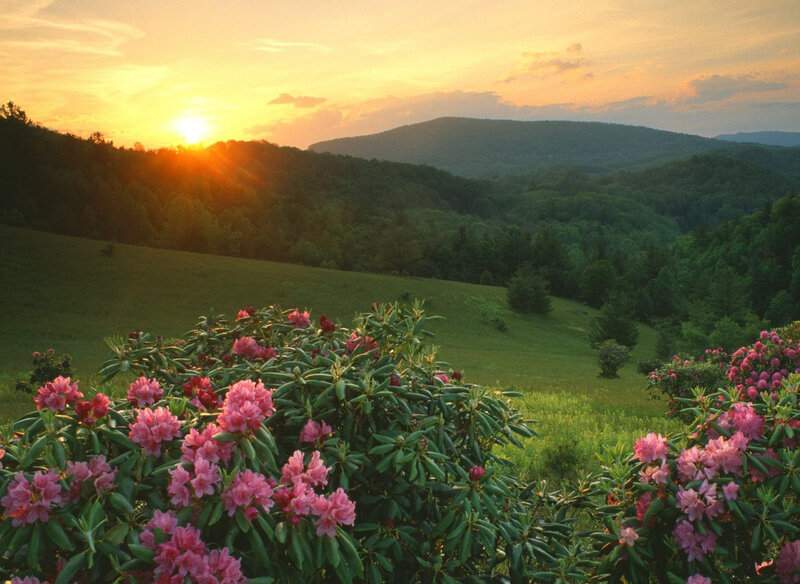 Pink Rhododendron Bushes