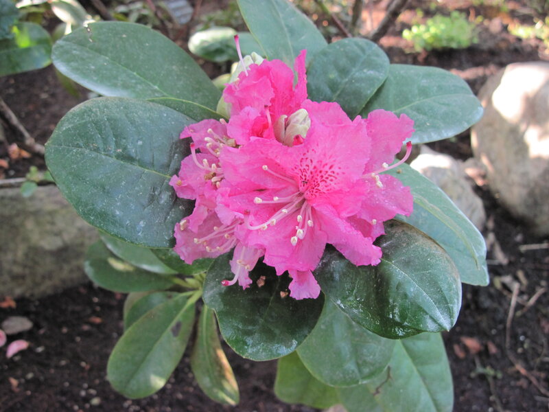 Pink Rhododendron Flower — Calm, Afternoon