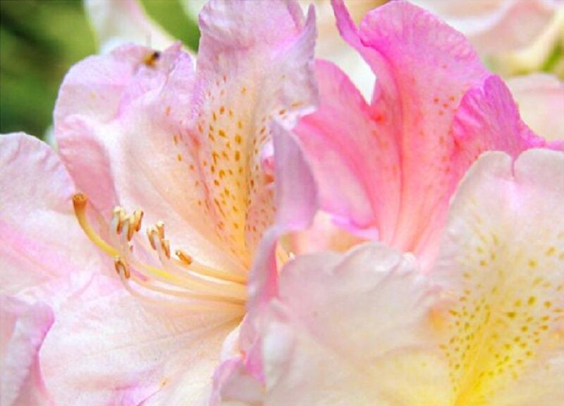 Pink Rhododendron Flower — Calm