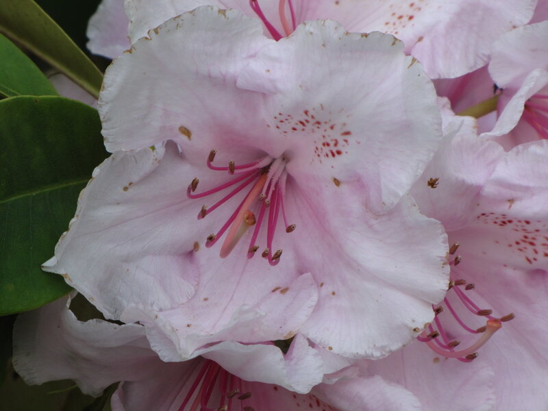 Pink rhododendron flower close-up