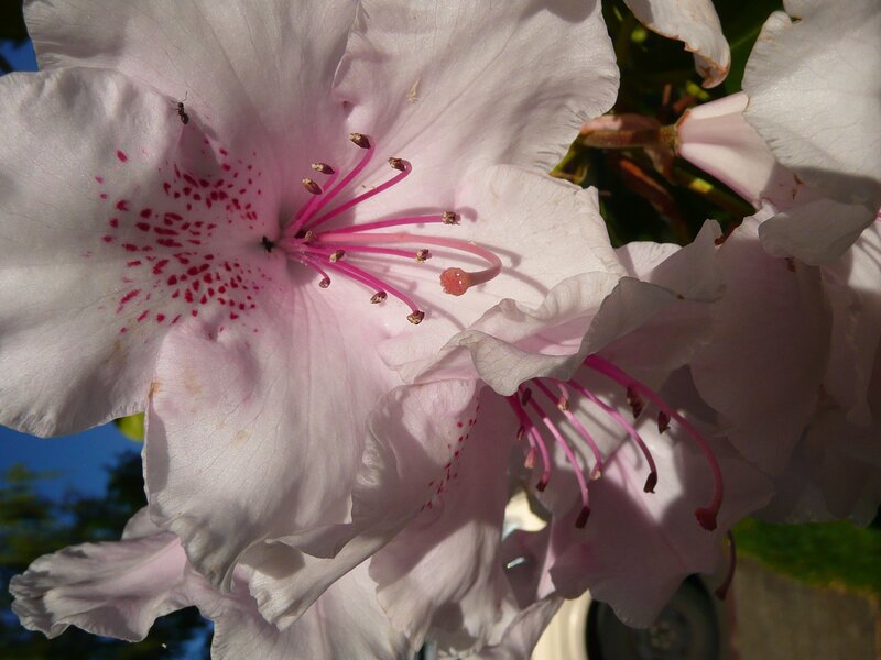 Pink rhododendron flower close-up