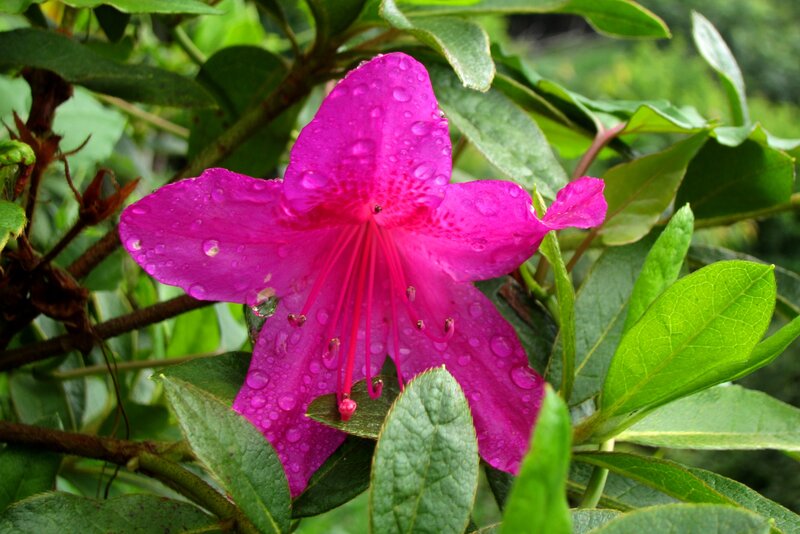 Pink Rhododendron Flower — Magenta