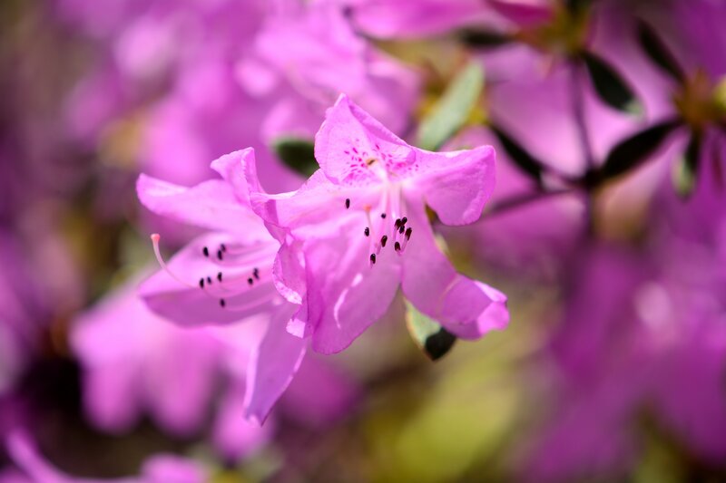 Pink Rhododendron Flower — Purple