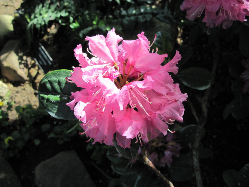 Pink Rhododendron Flower — Serene, Afternoon