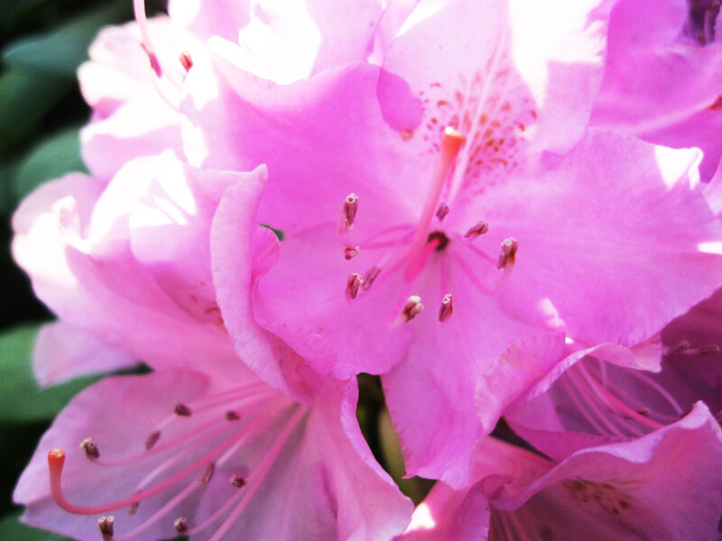 Pink Rhododendron Flower — Serene, Spring