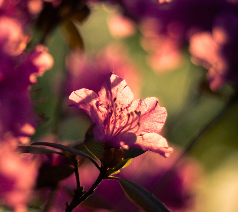 Pink Rhododendron Flower — Serene
