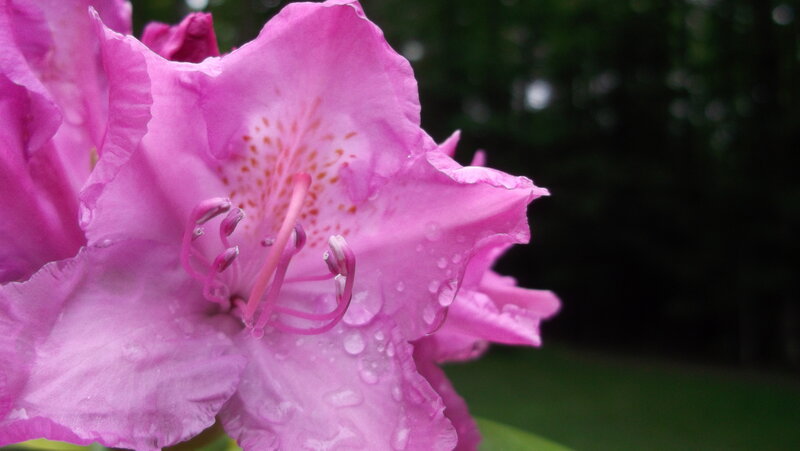 Pink Rhododendron Flower