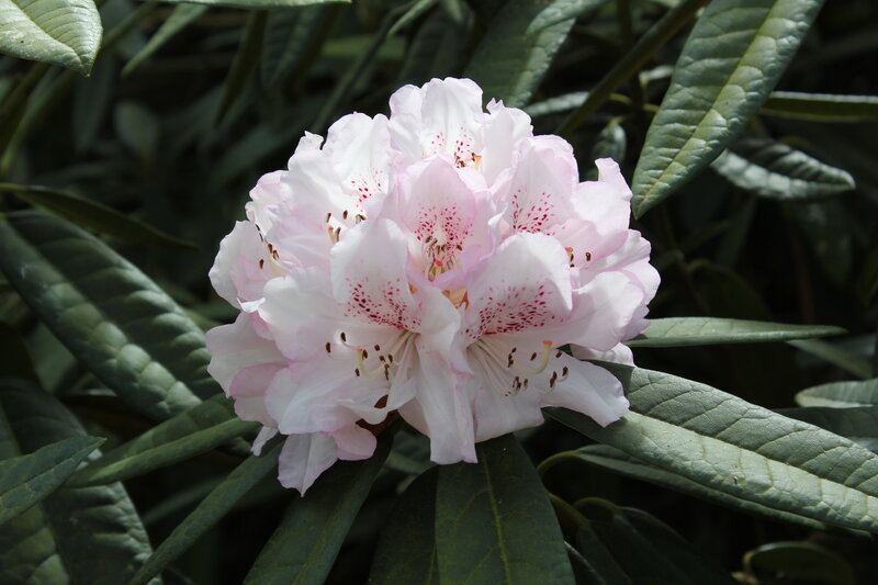 Pink Rhododendron Flower — White