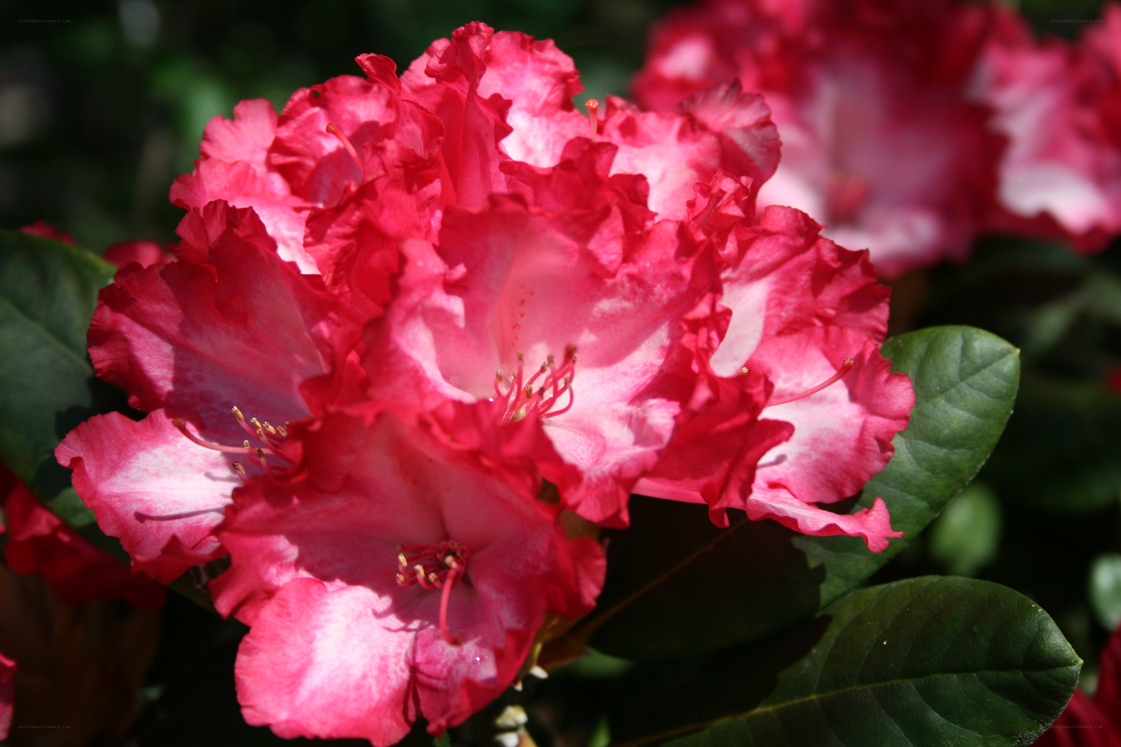 Pink rhododendron flowers