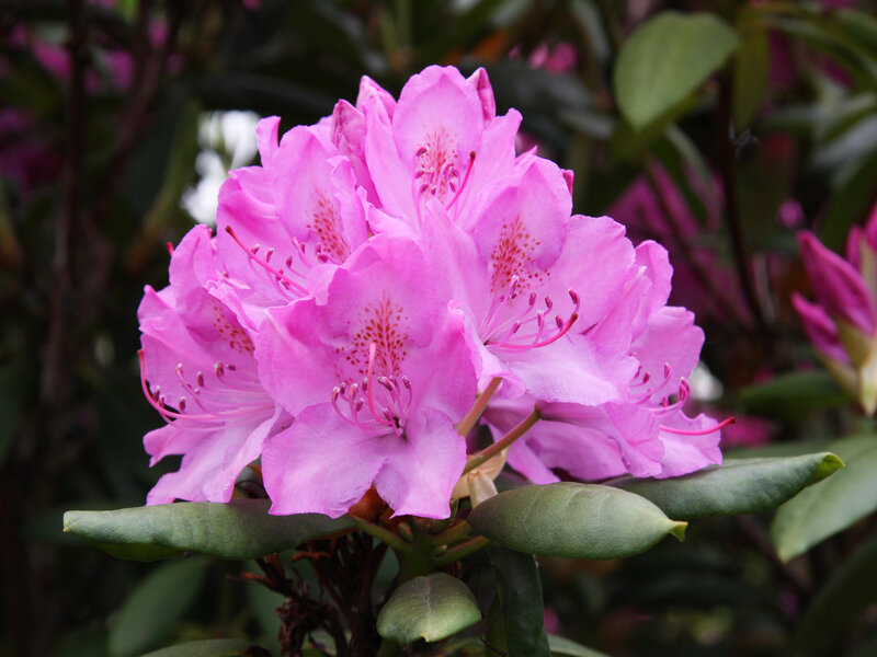 Pink rhododendron flowers
