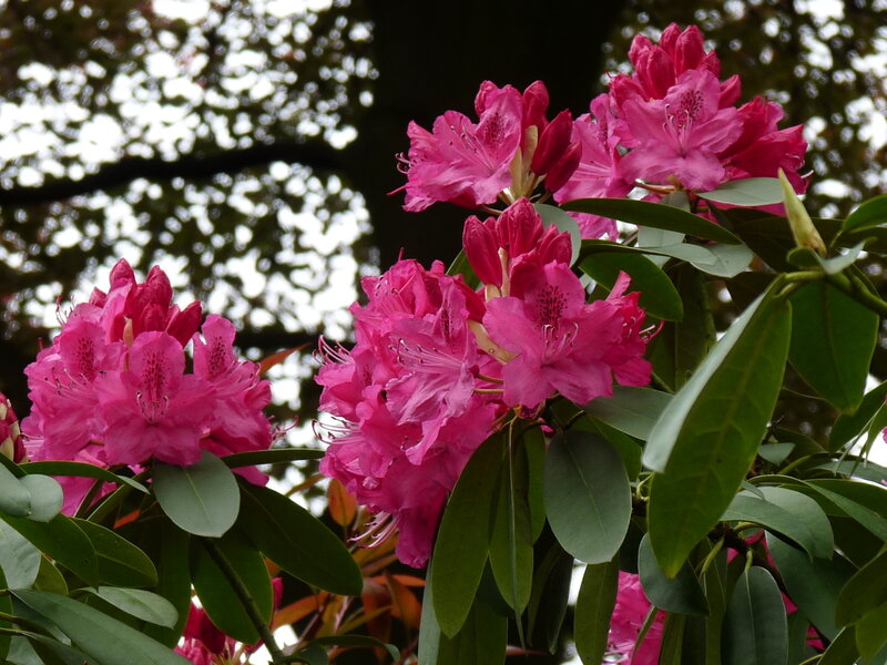 Pink rhododendron flowers