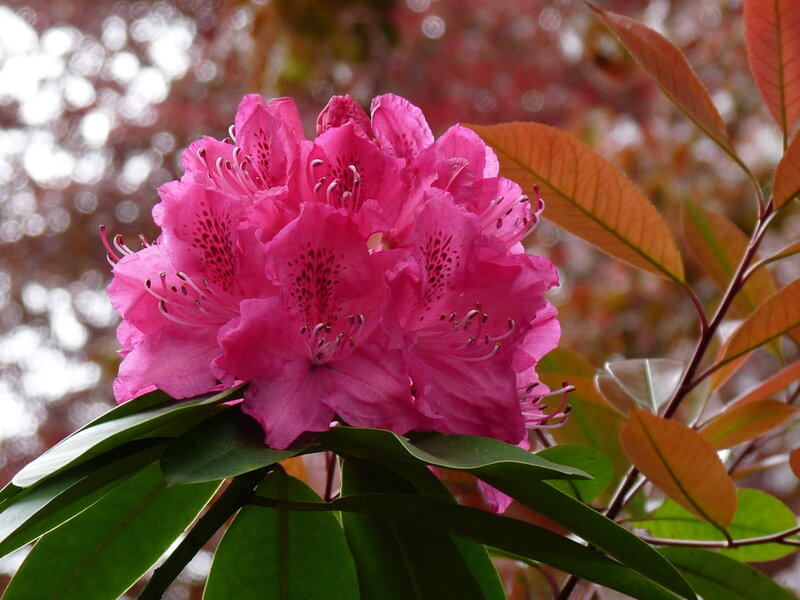 Pink rhododendron flowers