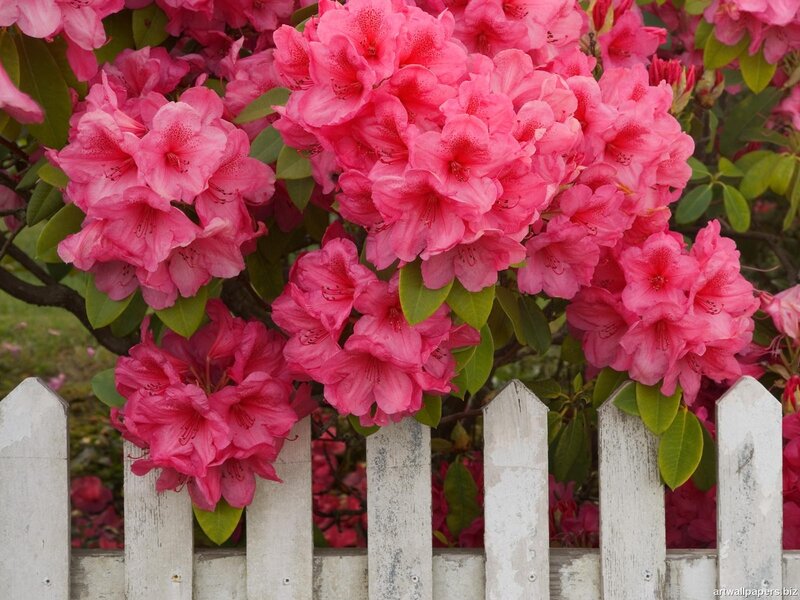 Pink rhododendron flowers