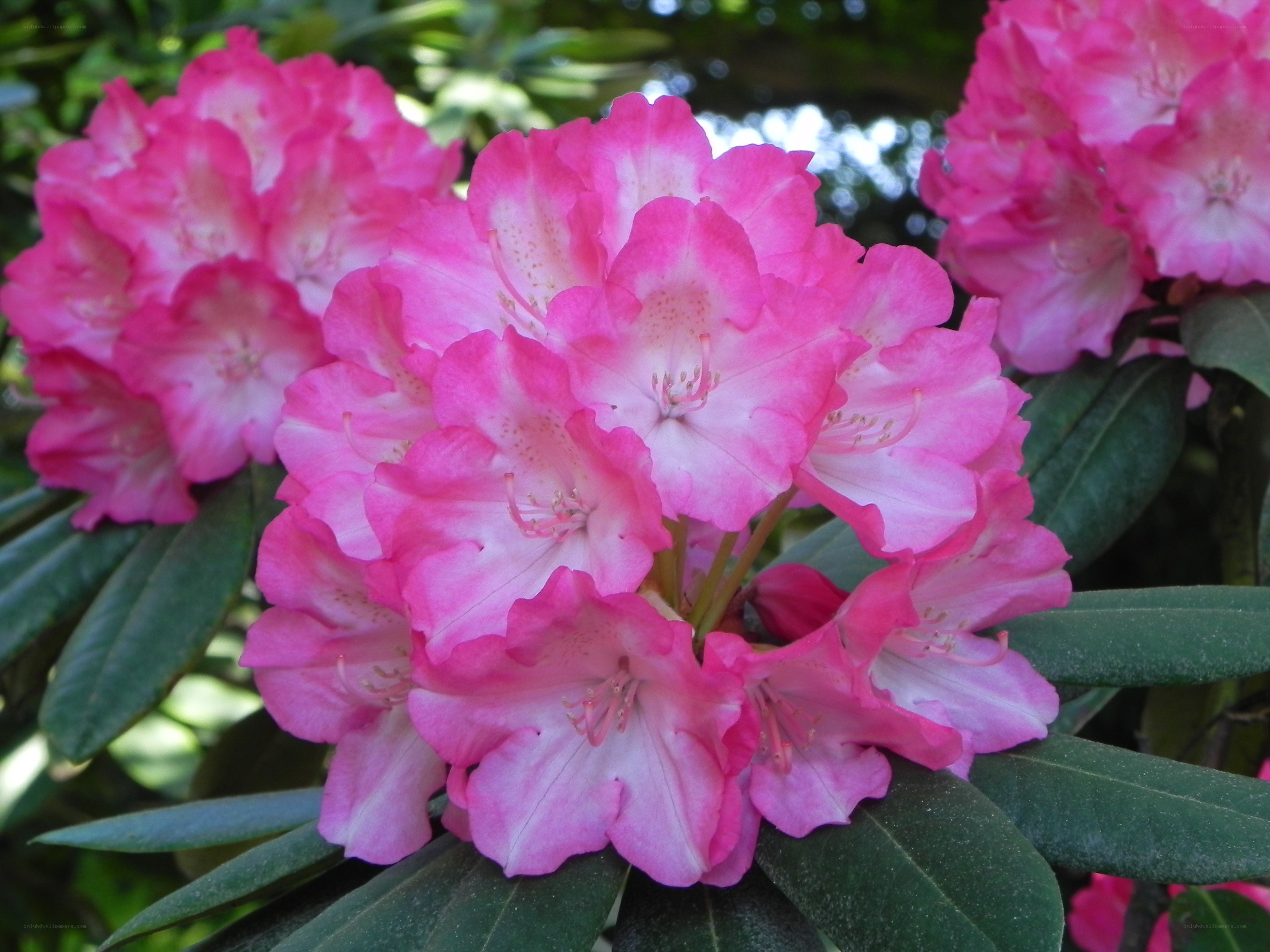 pink rhododendron flowers