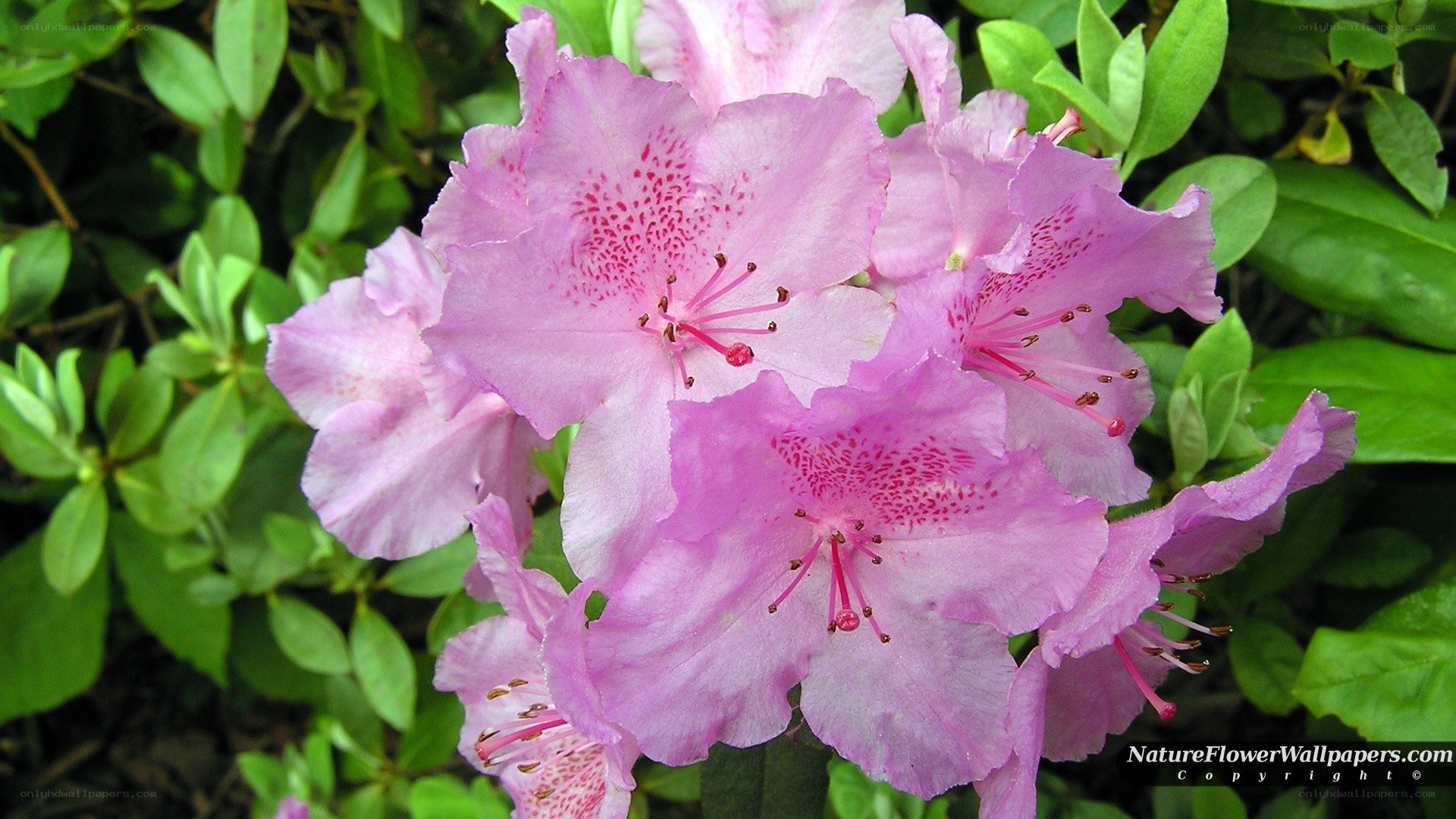 Pink rhododendron flowers