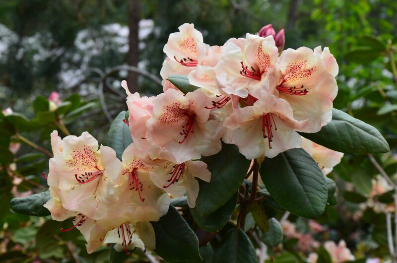 Pink rhododendron flowers