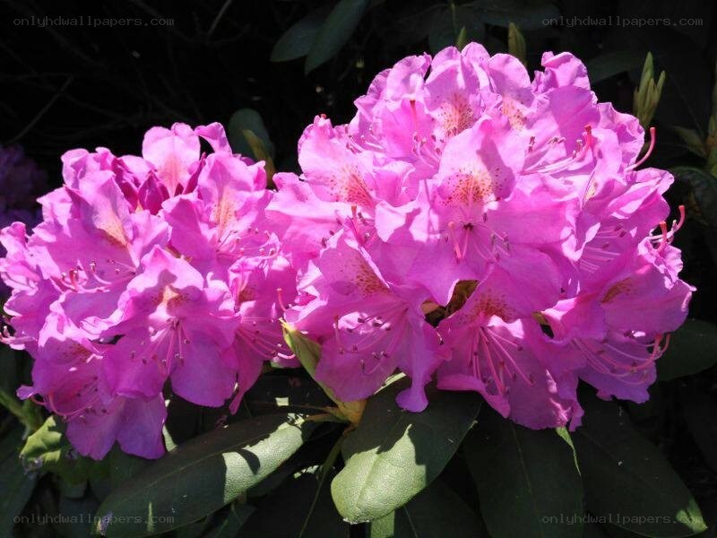 pink rhododendron flowers