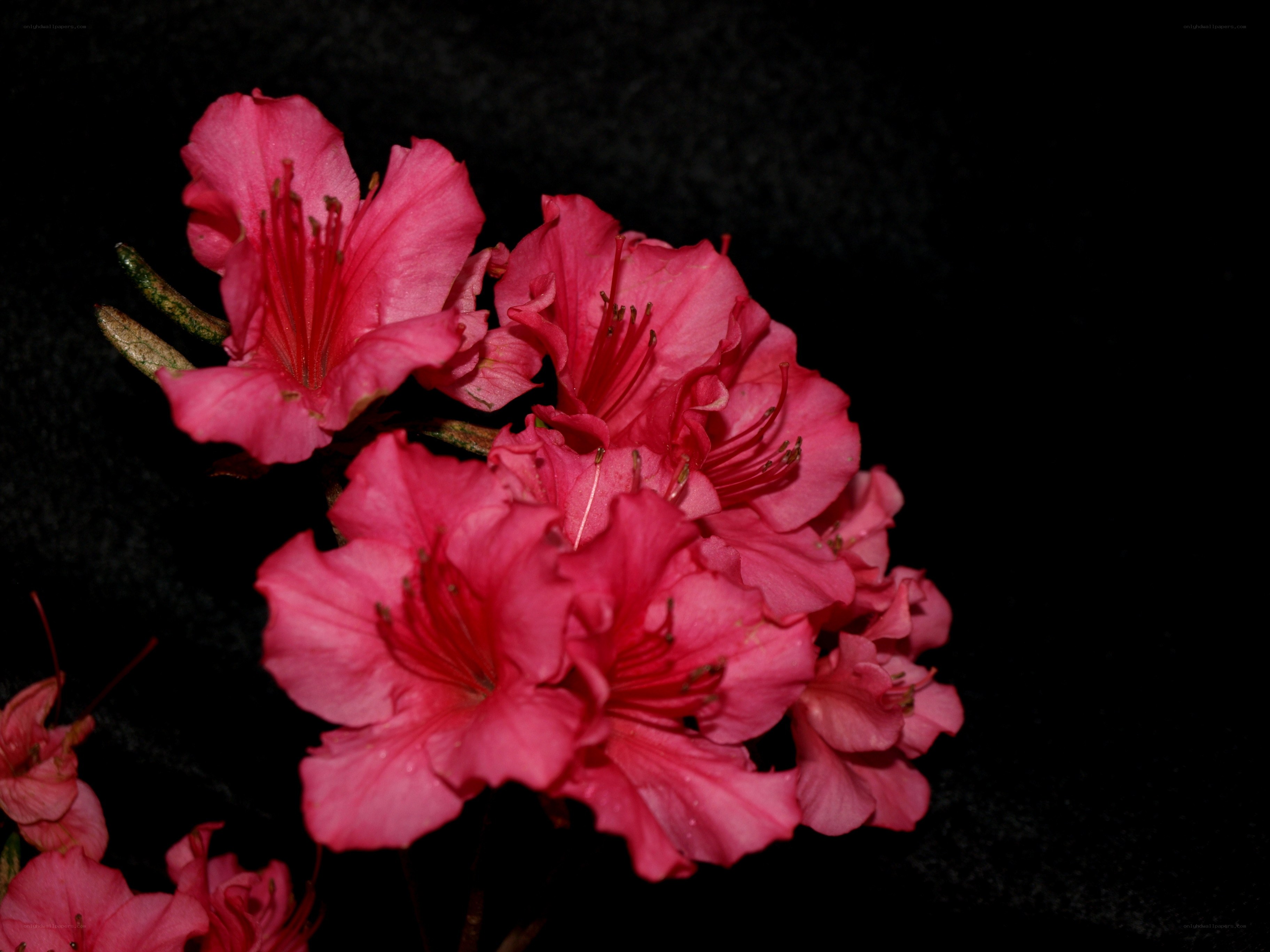 Pink rhododendron flowers