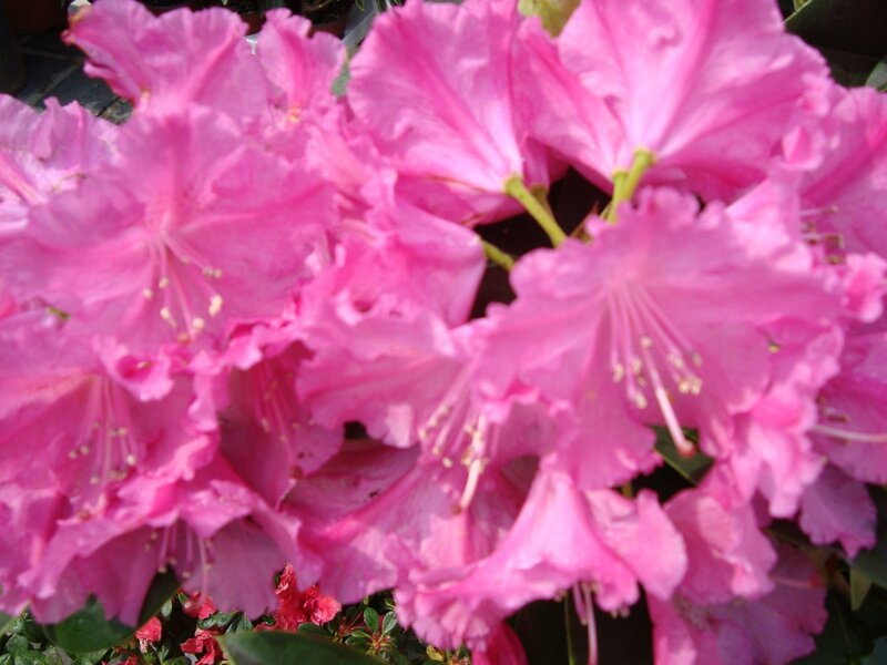 Pink rhododendron flowers