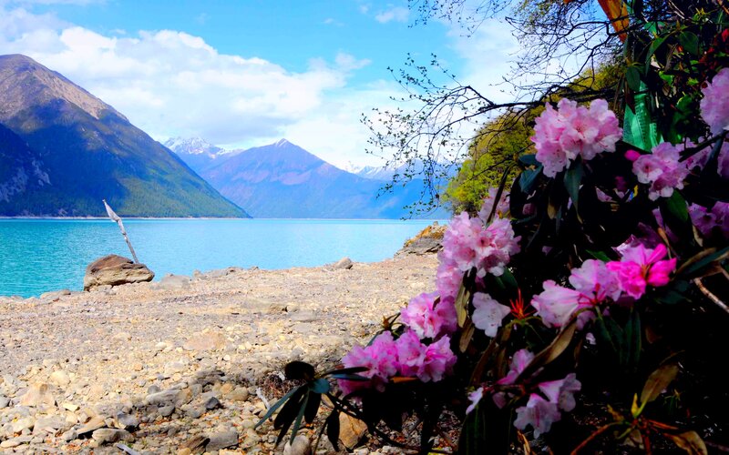 Pink Rhododendron Flowers — Blue