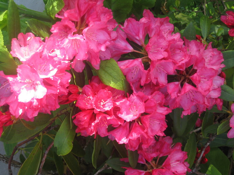Pink Rhododendron Flowers — Bright, Afternoon