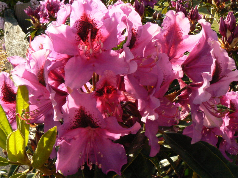 Pink Rhododendron Flowers — Bright