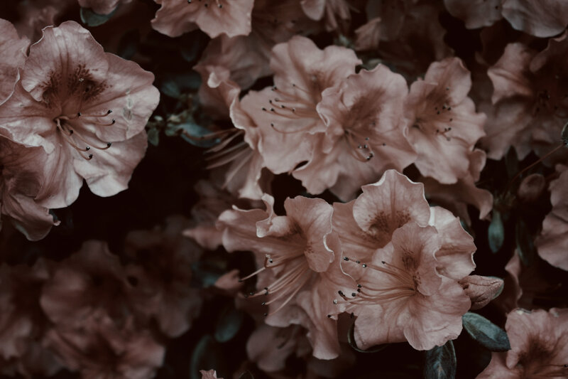 Pink Rhododendron Flowers — Brown