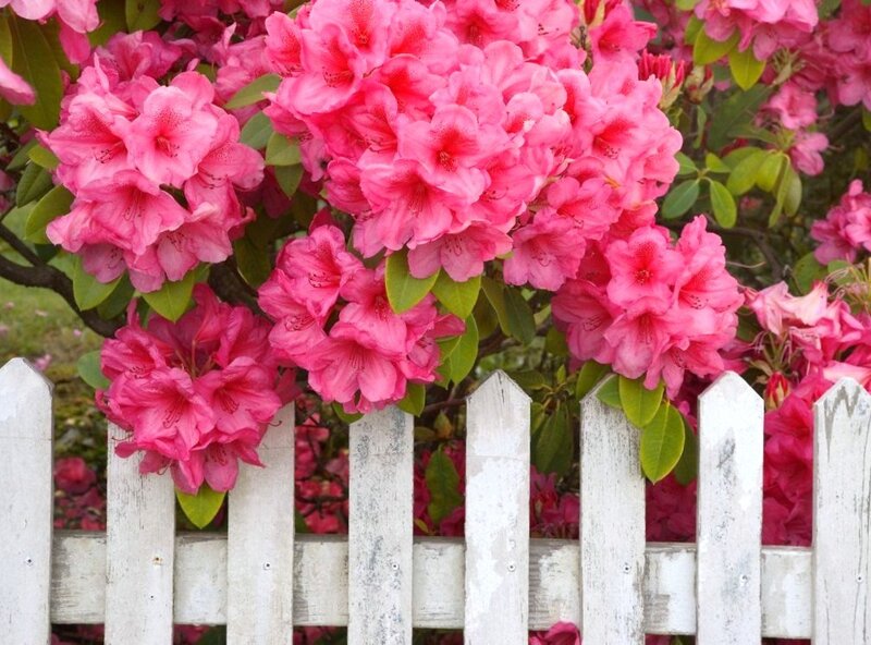 Pink rhododendron flowers by fence