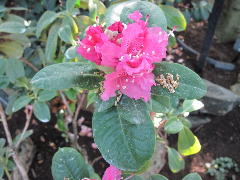Pink Rhododendron Flowers — Calm, Afternoon