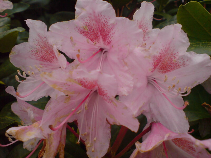 Pink Rhododendron Flowers — Calm, Photograph