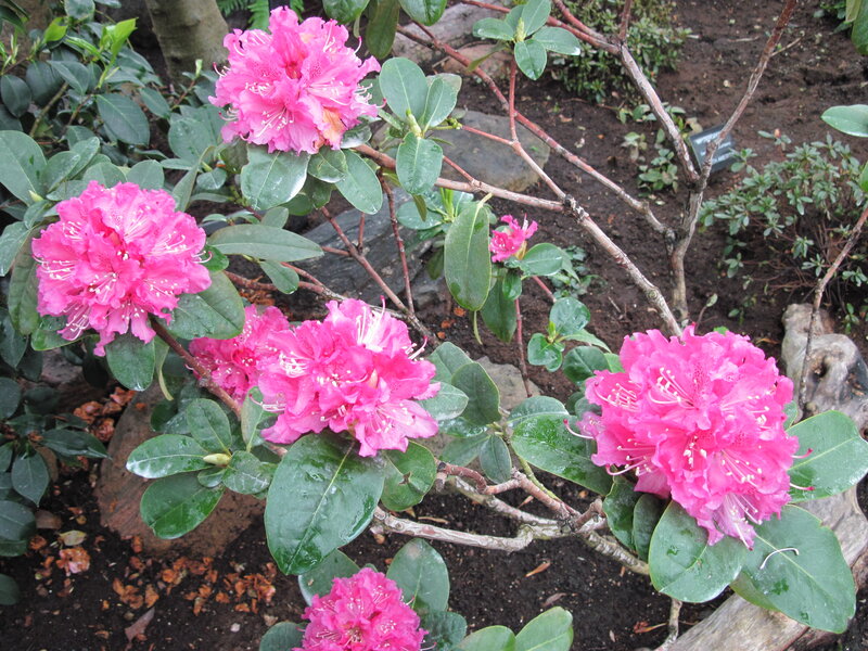 Pink Rhododendron Flowers — Calm, Spring, Photograph, Green Leaves, Branches