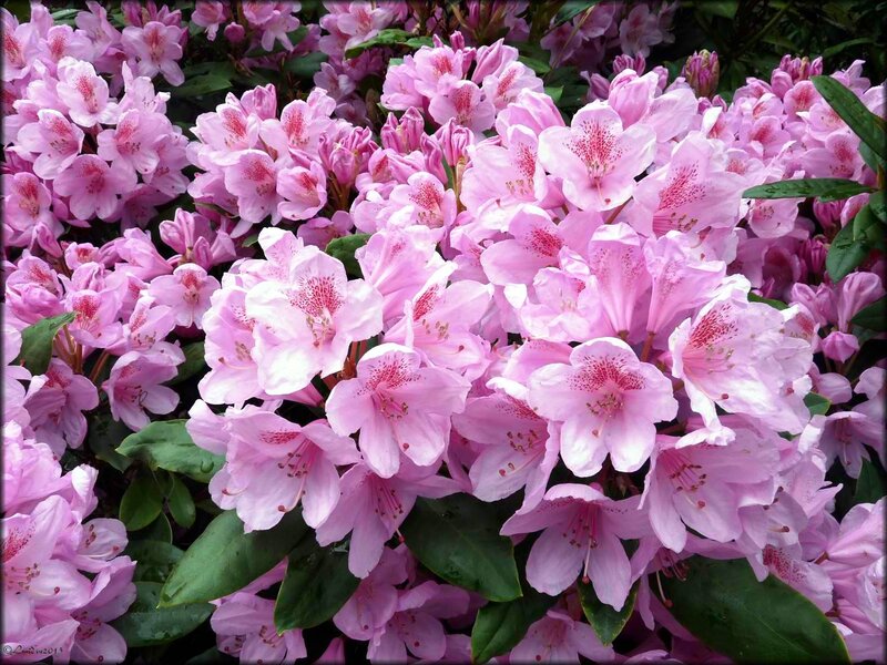 Pink Rhododendron Flowers — Calm, Spring, Photograph, Green Leaves