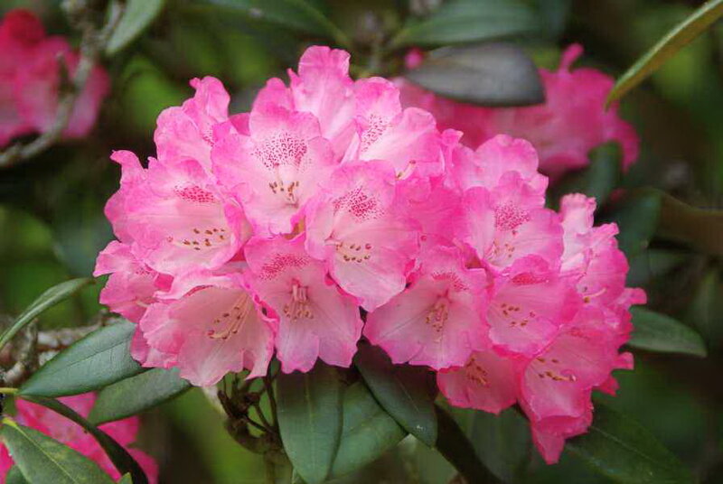 Pink Rhododendron Flowers — Calm, Spring, Photograph