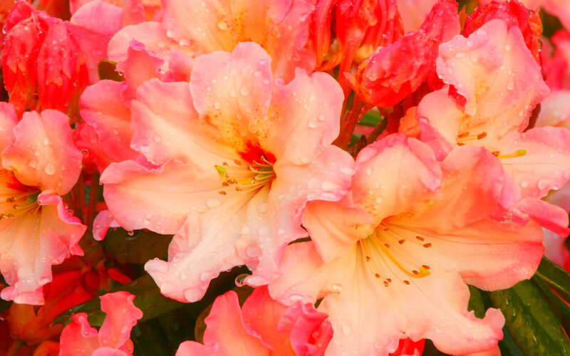Pink Rhododendron Flowers — Calm, Spring, Photograph, Water Droplets