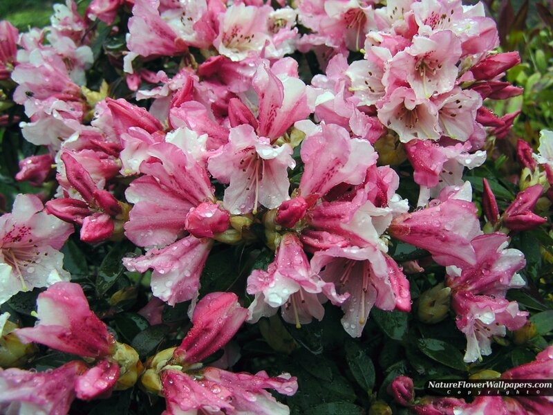 Pink Rhododendron Flowers — Calm, Spring