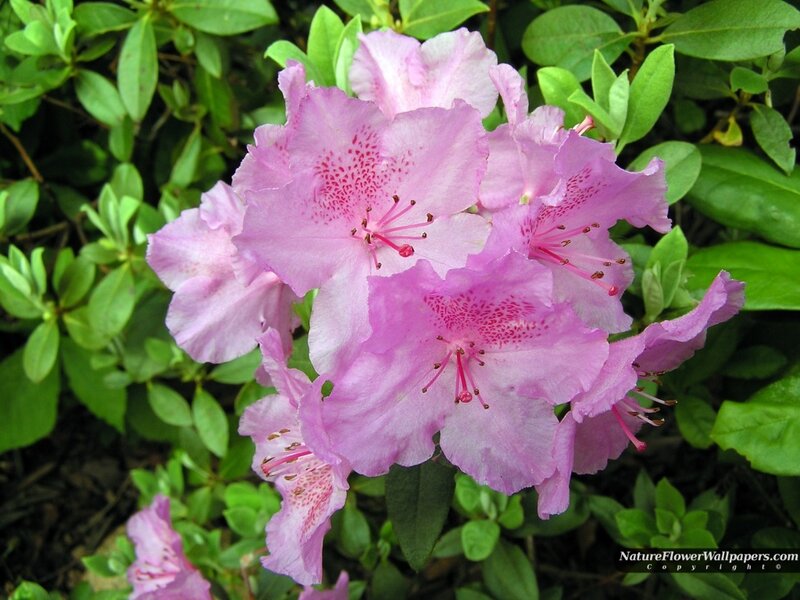 Pink Rhododendron Flowers — Calm