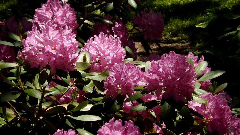 Pink Rhododendron Flowers — Dramatic, Afternoon