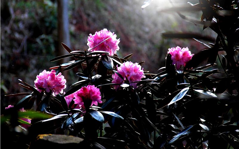 Pink Rhododendron Flowers — Dramatic, Morning