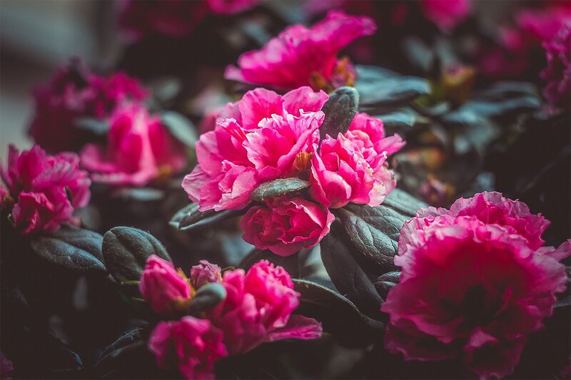 Pink Rhododendron Flowers — Dramatic, Photograph, Leaves