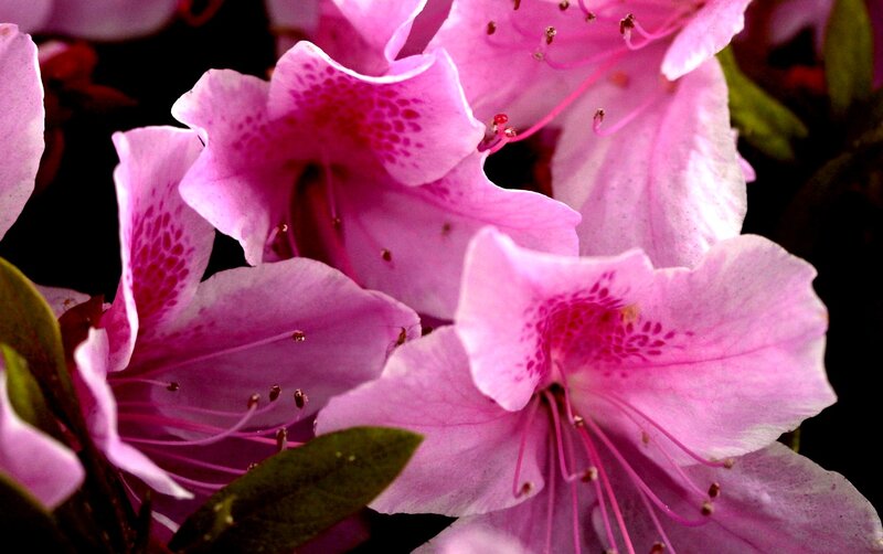 Pink Rhododendron Flowers — Dramatic, Photograph